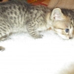 Savannah, F-3C, BST, Male DOB 9-12-17