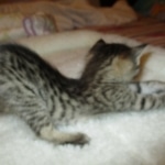 Savannah, F-3C, BST, Male DOB 9-12-17