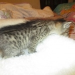 Savannah, F-3C, BST, Male DOB 9-12-17