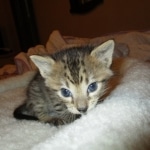 Savannah, F-3C, BST, Male DOB 9-12-17