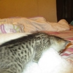 Savannah, F-3C, BST, Male DOB 9-12-17