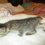 Savannah, F-3C, BST, Male DOB 9-12-17