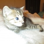 Savannah, F-3C, BST, Male DOB 9-12-17