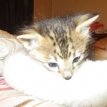 Savannah, F-3C, BST, Male DOB 9-12-17