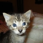 Savannah, F-3C, BST, Male DOB 9-12-17