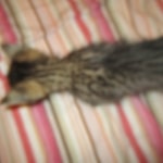 Savannah, F-3C, BST, Male DOB 9-12-17