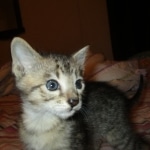 Savannah, F-3C, BST, Male DOB 9-12-17