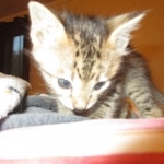 Savannah, F-3C, BST, Male DOB 9-12-17