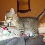 Savannah, F-3C, BST, Male DOB 9-12-17