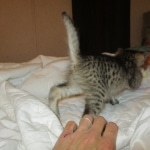 Savannah, F-3C, BST, Male DOB 9-12-17