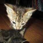 Savannah, F-3C, BST, Male DOB 9-12-17