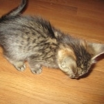 Savannah, F-3C, BST, Male DOB 9-12-17