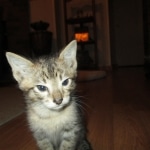 Savannah, F-3C, BST, Male DOB 9-12-17