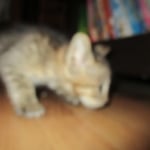 Savannah, F-3C, BST, Male DOB 9-12-17