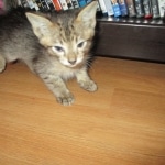 Savannah, F-3C, BST, Male DOB 9-12-17