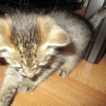 Savannah, F-3C, BST, Male DOB 9-12-17