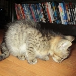 Savannah, F-3C, BST, Male DOB 9-12-17