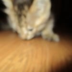 Savannah, F-3C, BST, Male DOB 9-12-17