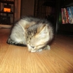 Savannah, F-3C, BST, Male DOB 9-12-17