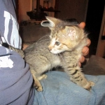 Savannah, F-3C, BST, Male DOB 9-12-17