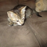 Savannah, F-3C, BST, Male DOB 9-12-17