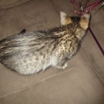 Savannah, F-3C, BST, Male DOB 9-12-17