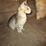 Savannah, F-3C, BST, Male DOB 9-12-17