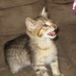 Savannah, F-3C, BST, Male DOB 9-12-17