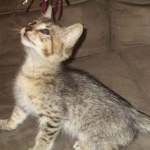 Savannah, F-3C, BST, Male DOB 9-12-17