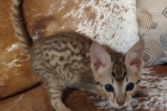 Klause Savannah F-3C kitten Brown Spotted Male DOB 9-26-24