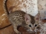 Klause Savannah F-3C kitten Brown Spotted Male DOB 9-26-24