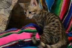 Katalina Savannah F-3C Brown/Black spotted female DOB 2-15-16