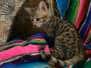 Katalina Savannah F-3C Brown/Black spotted female DOB 2-15-16