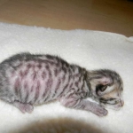 Savannah, F-3C, Female, Brown/black spotted, DOB 2-15-16