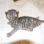 Savannah, F-3C, Female, Brown/black spotted, DOB 2-15-16