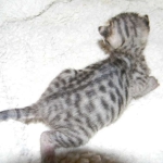 Savannah, F-3C, Female, Brown/black spotted, DOB 2-15-16