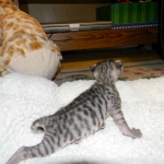 Savannah, F-3C, Female, Brown/black spotted, DOB 2-15-16