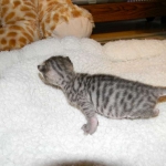 Savannah, F-3C, Female, Brown/black spotted, DOB 2-15-16