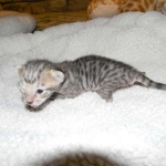 Savannah, F-3C, Female, Brown/black spotted, DOB 2-15-16