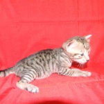 Savannah, F-3C, Female, Brown/black spotted, DOB 2-15-16