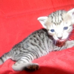 Savannah, F-3C, Female, Brown/black spotted, DOB 2-15-16