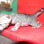 Savannah, F-3C, Female, Brown/black spotted, DOB 2-15-16