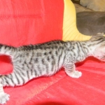 Savannah, F-3C, Female, Brown/black spotted, DOB 2-15-16