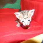 Savannah, F-3C, Female, Brown/black spotted, DOB 2-15-16