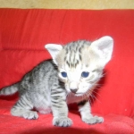 Savannah, F-3C, Female, Brown/black spotted, DOB 2-15-16