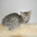 Savannah, F-3C, Female, Brown/black spotted, DOB 2-15-16