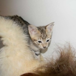 Savannah, F-3C, Female, Brown/black spotted, DOB 2-15-16