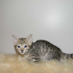 Savannah, F-3C, Female, Brown/black spotted, DOB 2-15-16