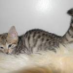 Savannah, F-3C, Female, Brown/black spotted, DOB 2-15-16