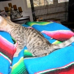 Savannah, F-3C, Female, Brown/black spotted, DOB 2-15-16